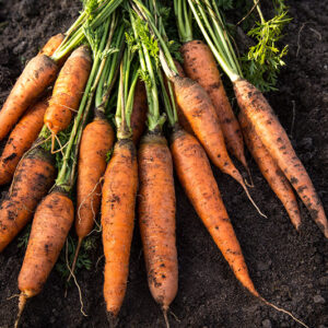 New Season Sweet Dirty Carrots